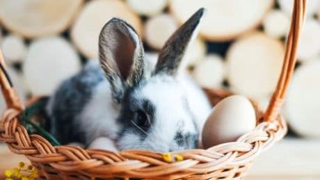 Ostern: Warum der Osterhase mehr als nur Eier bringt