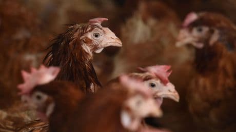 Carrying chickens by legs causes them pain, Green Party leader warns