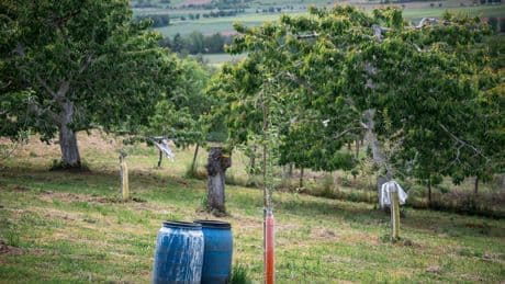 Dieser Sommer wird süß - Obstbauern jubeln wegen Mega-Ernte