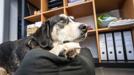 Hund im Büro: Darf mein Chef ihn nach langjähriger Duldung verbieten?