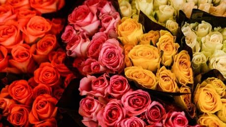 Gelbe Blätter an Rosen: Was dahintersteckt und was Sie jetzt tun sollten
