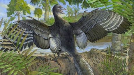 Archäopteryx flatterte wohl wie ein Hühnchen