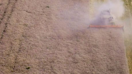 Erntemenge erholt sich - Qualität leidet unter dem Wetter