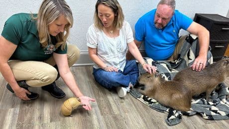 At Florida's Capybara Cafe, patrons hang out with the 'it' animals of the moment — furry rodents