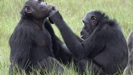“Le sens du rythme” des chimpanzés : une clé pour comprendre les origines de la musique ?