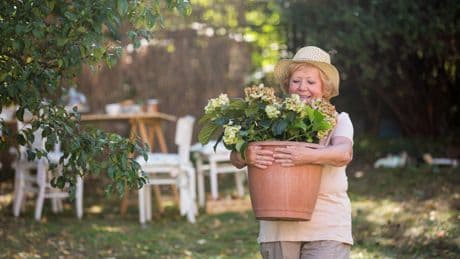 Canicule : quelle plante laisser dehors, quelle plante rentrer ?