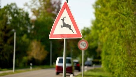 Polizeipräsidium warnt - Mit der Jagdsaison im Mai steigen die Wildunfälle