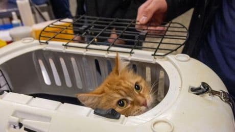 Polizei sucht Zeugen: Einjährige Katze mutmaßlich mit Luftgewehr angeschossen