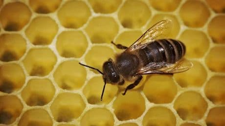 Bienen: Wieder Faulbrut-Ausbrüche bei Bienen - "niedriges Niveau"