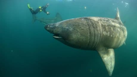 Schreckmoment in Spanien: Zehn Meter langer Riesenhai schwimmt durch beliebtes Touristengebiet
