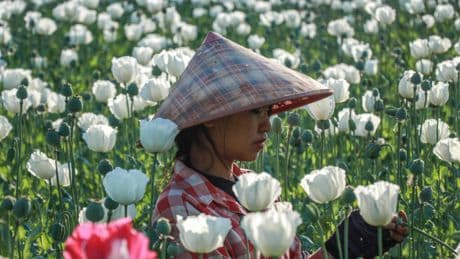 La production de drogues, un fléau ancré dans l'histoire et l'économie de la Birmanie