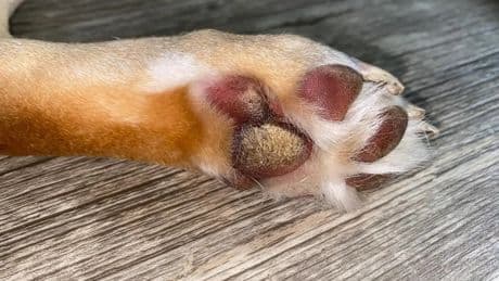 Hiperqueratosis en perros: qué es, cómo detectarla y qué hacer para controlarla