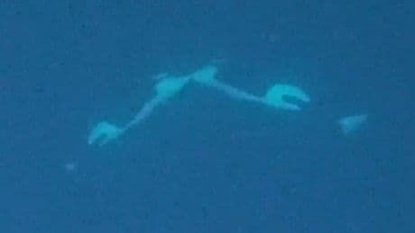 Sensation in der Tiefsee - Killerwale beim Knutschen erwischt