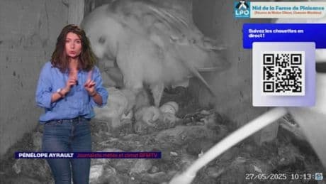 LES NUITS DE LA CHOUETTE - Le hibou grand-duc, plus grand rapace nocturne du monde