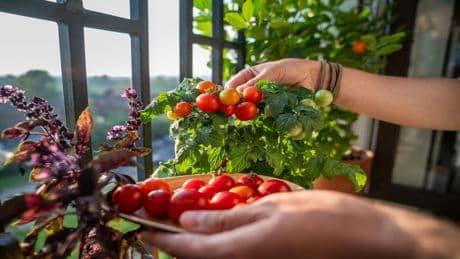 Jeder hat es Zuhause: Eine Zutat lässt Tomaten süßer wachsen