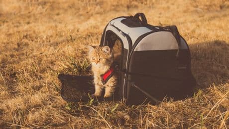 J'emmène mon chat en vacances, je suis tout sauf serein