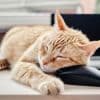Wereldkattendag: spreek jij kattentaal? Test je kennis