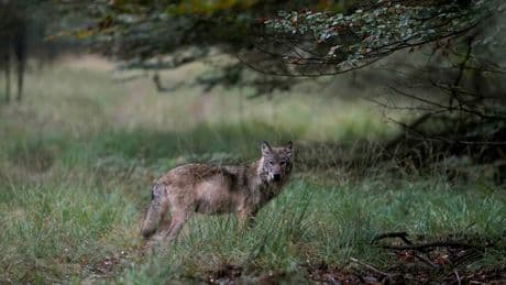 Rechter: wolf die hardloopster beet op Hoge Veluwe mag gedood worden