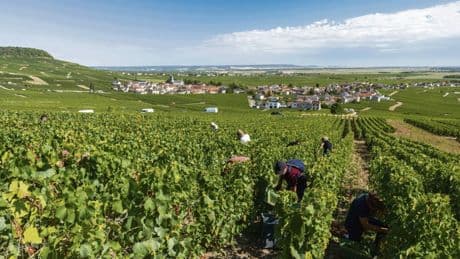 En Champagne, le spectre de nouvelles « vendanges de la honte » plane toujours