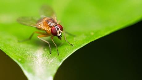 Mini-Fliege, riesiger Schaden: So schützen Sie Ihre Ernte vor der Kirschessigfliege