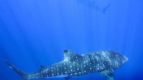 Where do whale sharks mate? The search to learn where the magic happens for the world's biggest fish