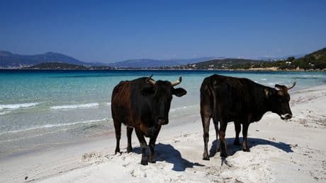 Corse : un taureau fait irruption sur une plage et dérobe le sac d’une touriste contenant tous ses effets personnels