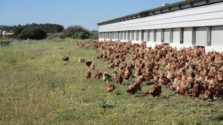 Huevos Guillén invertirá 243 millones en cinco años y eliminará las jaulas