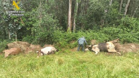 Matan a tiros a tres vacas y la Guardia Civil investiga a un vecino de Pravia
