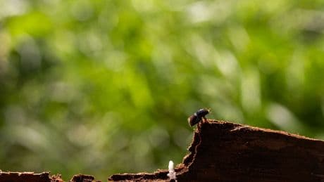 Schädlinge: Atempause oder Trend? Wie das Wetter den Borkenkäfer bremst