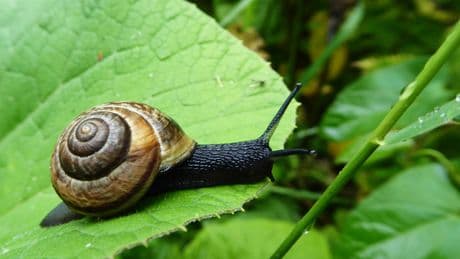 Nützliche Helfer im Garten: Drei Schneckenarten sind gar keine Schädlinge