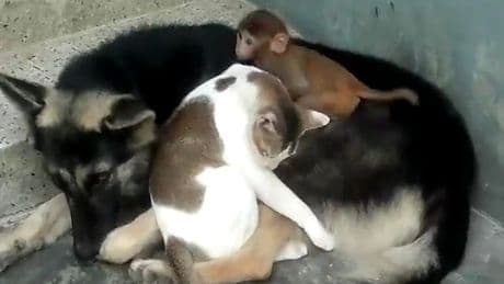 Hund, Katze, Affe - Katzenjammer und ein Affentanz