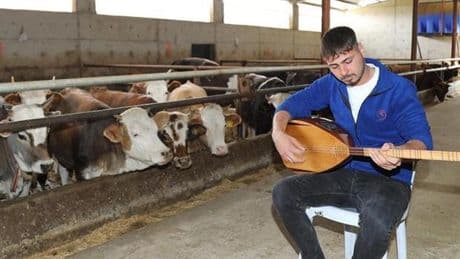 Ankaralı besici hayvanları için bağlama çalıyor
