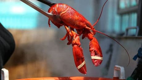 Droits de douane: le homard peut-il réconcilier Donald Trump avec l'Union européenne?