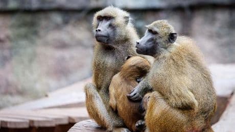 Zootiere: Tiergarten: Müssen Tötung von Pavianen jetzt vorbereiten