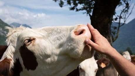 Dermatose nodulaire bovine : un deuxième foyer confirmé dans l’Ain, le ministère de l’agriculture appelle à accélérer la vaccination