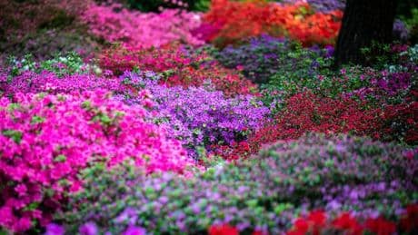 Blütenmeer in Bremen: Frühe Blüte im Rhododendron-Park