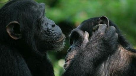 The truth about chimpanzees and empathy – and what it tells us about human behaviour