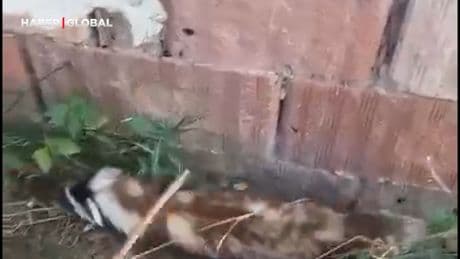 Sivas'ta nesli tükenme tehlikesi altında olan alaca sansar görüntülendi