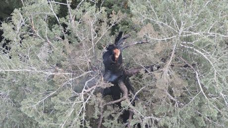 A fire is burning one of the world's tallest trees near the Oregon coast