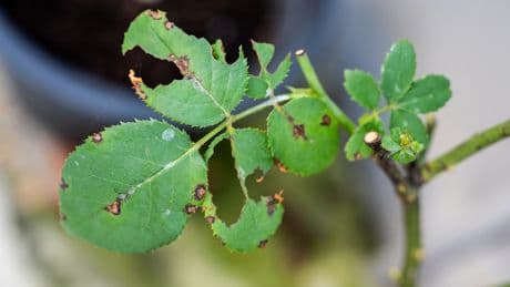 Garten-Tipp: So befreien Sie Ihre Rosen schnell und nachhaltig von Blattläusen