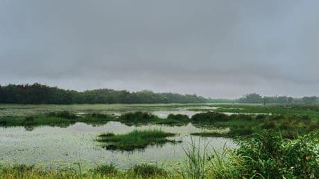 Il y a plus de 50.000 ans, des « espèces fantômes » occupaient la forêt tropicale ouest-africaine