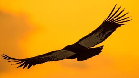 A Biologist Spotlights The Largest ‘Bird Of Prey’ In The World (Hint: It’s Also The World’s Heaviest Soaring Bird)
