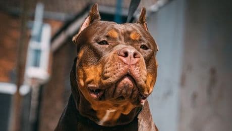 XL Bullies put to sleep after pensioner 'mauled by dogs' in Highlands