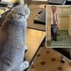 Nieuw ‘huisdier’ in Wetstraat 16, premier De Wever krijgt gezelschap van Maximus de kat