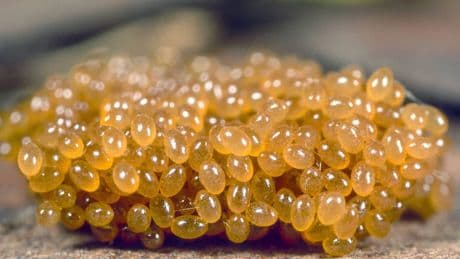 Zeckennest: Zecken finden und bekämpfen