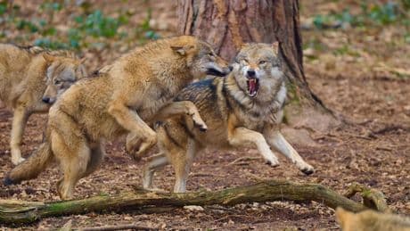 Wolfsalarm - Vier Bundesländer wollen jetzt Wölfe abschießen