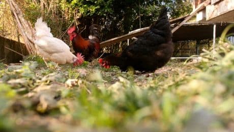 Le coq Ricco est-il trop bruyant? Ses propriétaires devant le tribunal de Bourgoin-Jallieu ce mardi