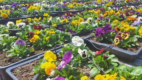 Massa Greens, flors comestibles conreades a la Ribera Alta per a l'alta cuina