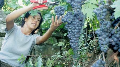 Dolceacqua, l’etichetta del Rossese è geografica: passa la nuova disciplina “Uga”