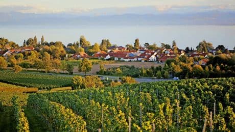 Hundert Jahre Müller-Thurgau: Den Schmugglern sei auf ewig Dank